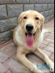 金毛和姐姐娱乐吃瓜酱,娱乐吃瓜酱的趣味日常 第2张 金毛和姐姐娱乐吃瓜酱,娱乐吃瓜酱的趣味日常 第2张